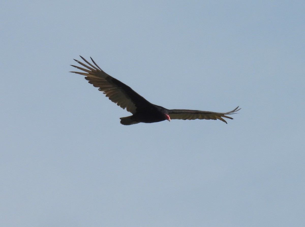 Turkey Vulture - ML618053499