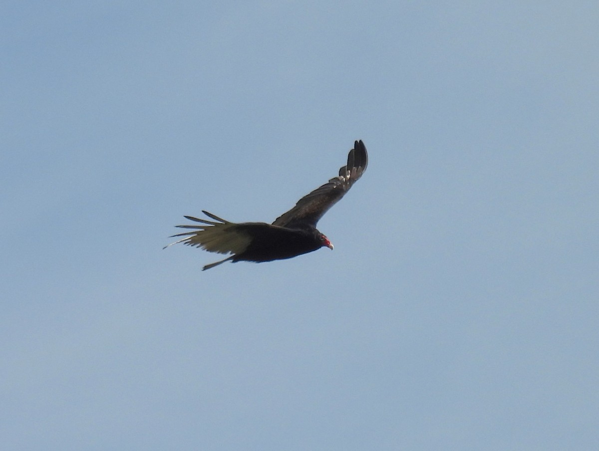 Turkey Vulture - ML618053500