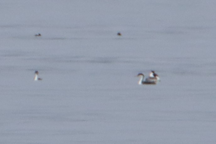 Western Grebe - ML618053514