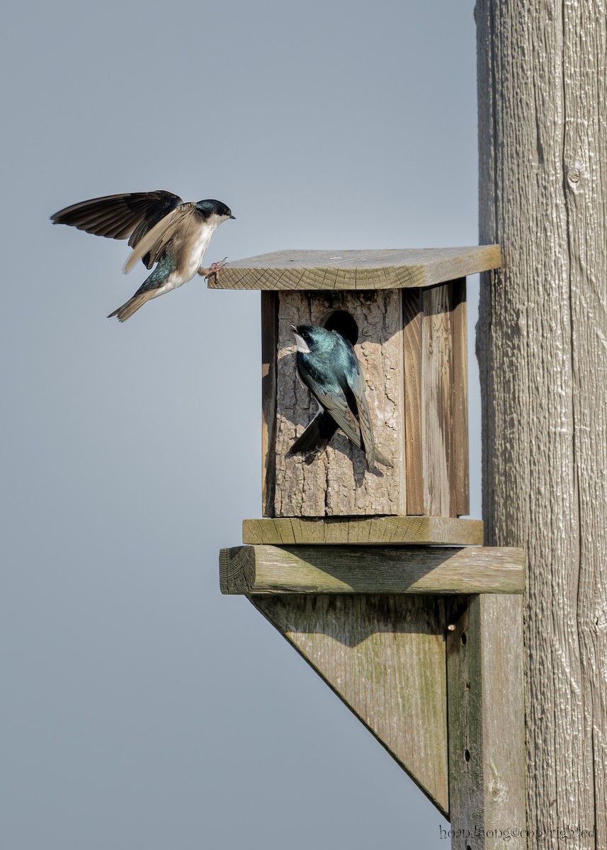 Tree Swallow - hoan luong