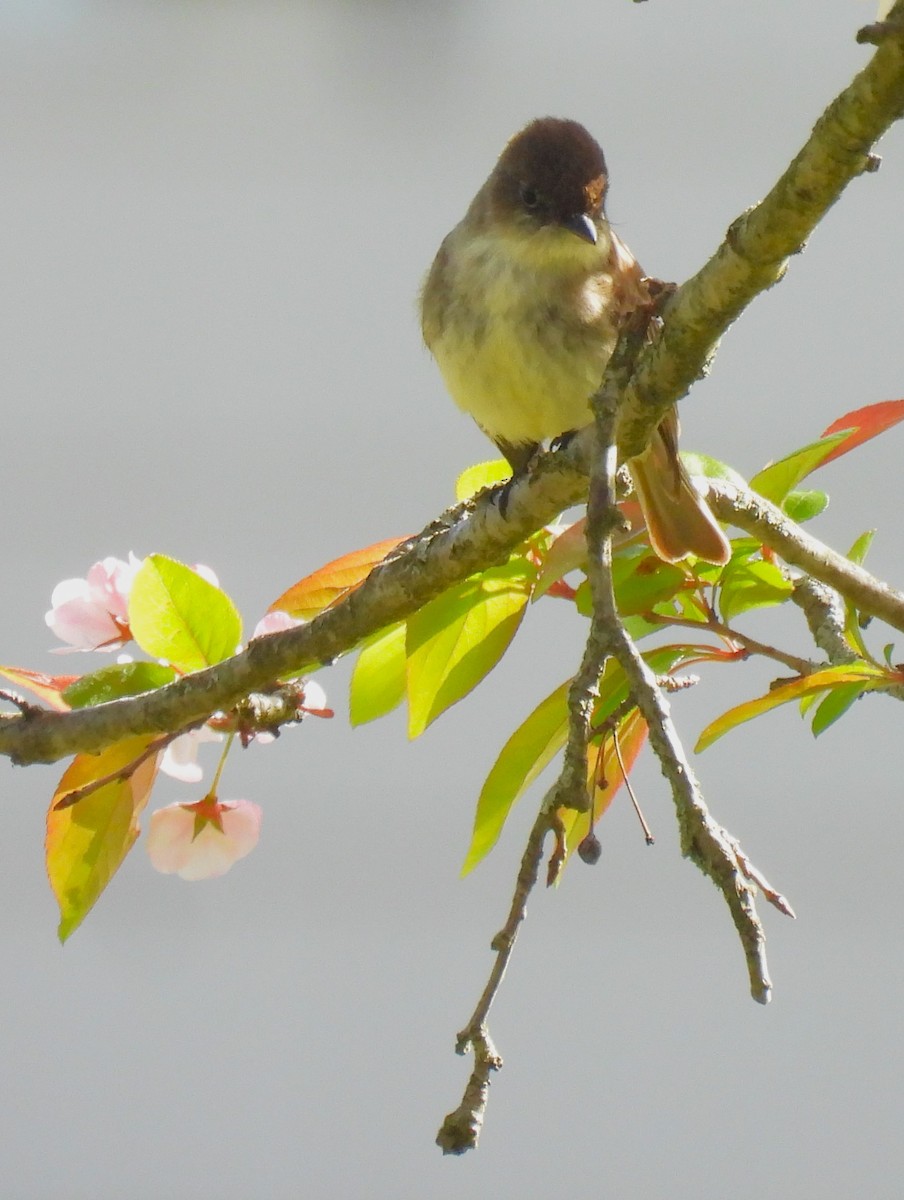 Eastern Phoebe - Jennifer Wilson-Pines