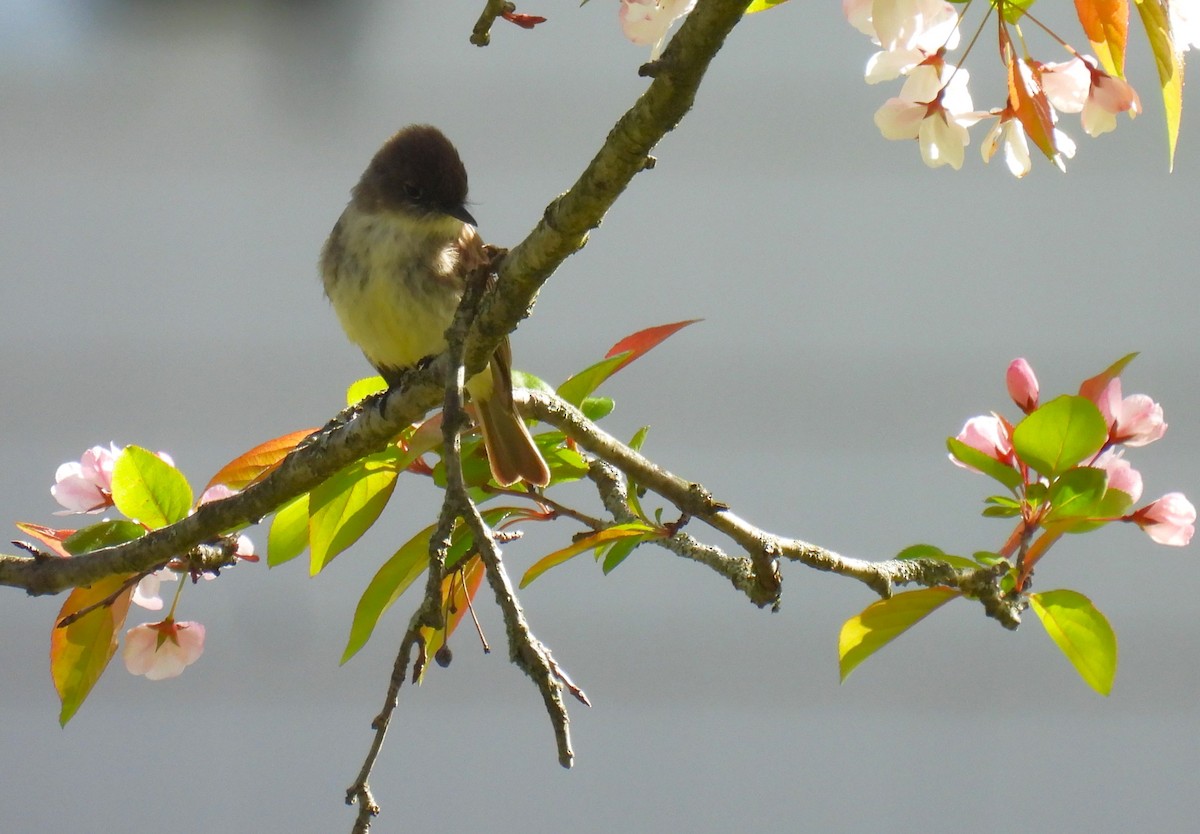 Eastern Phoebe - ML618053529