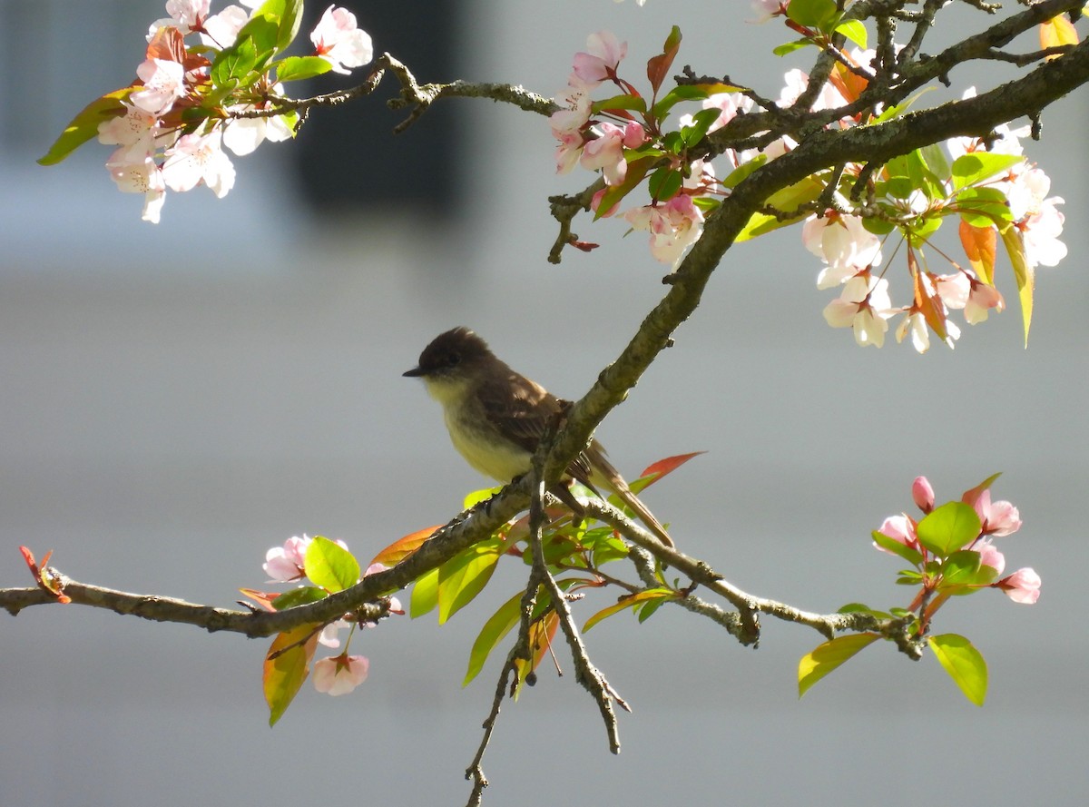 Eastern Phoebe - ML618053530