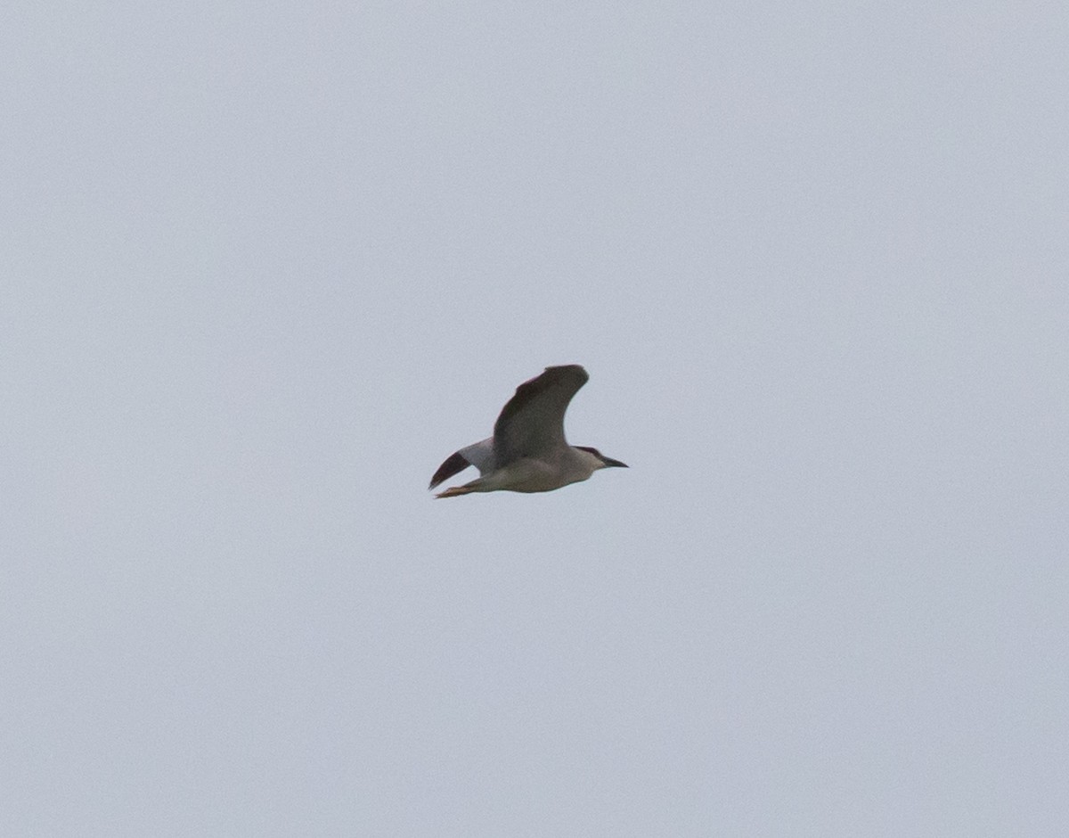 Black-crowned Night Heron - ML618053538