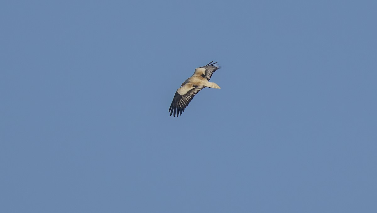 Egyptian Vulture - ML618053541