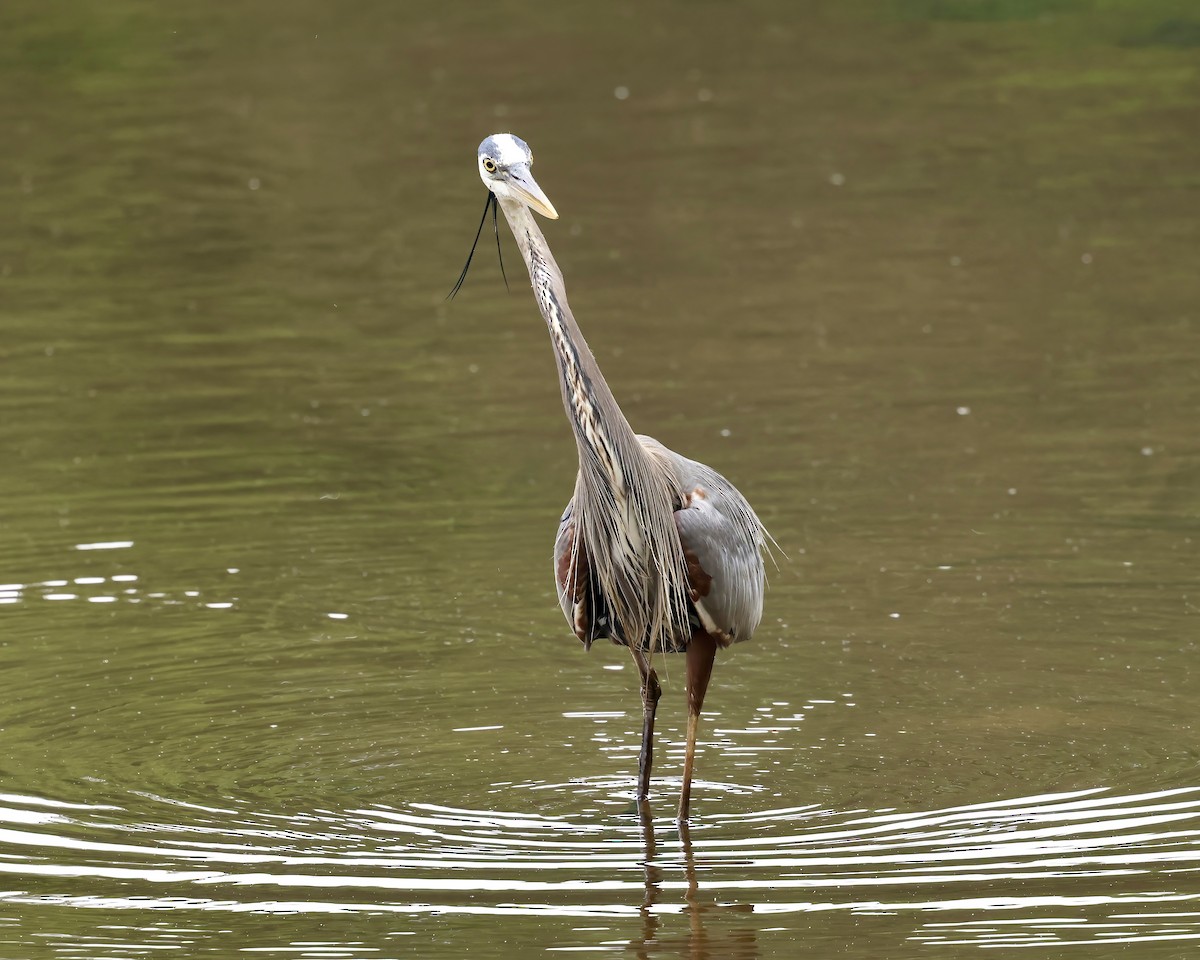 Great Blue Heron - ML618053545