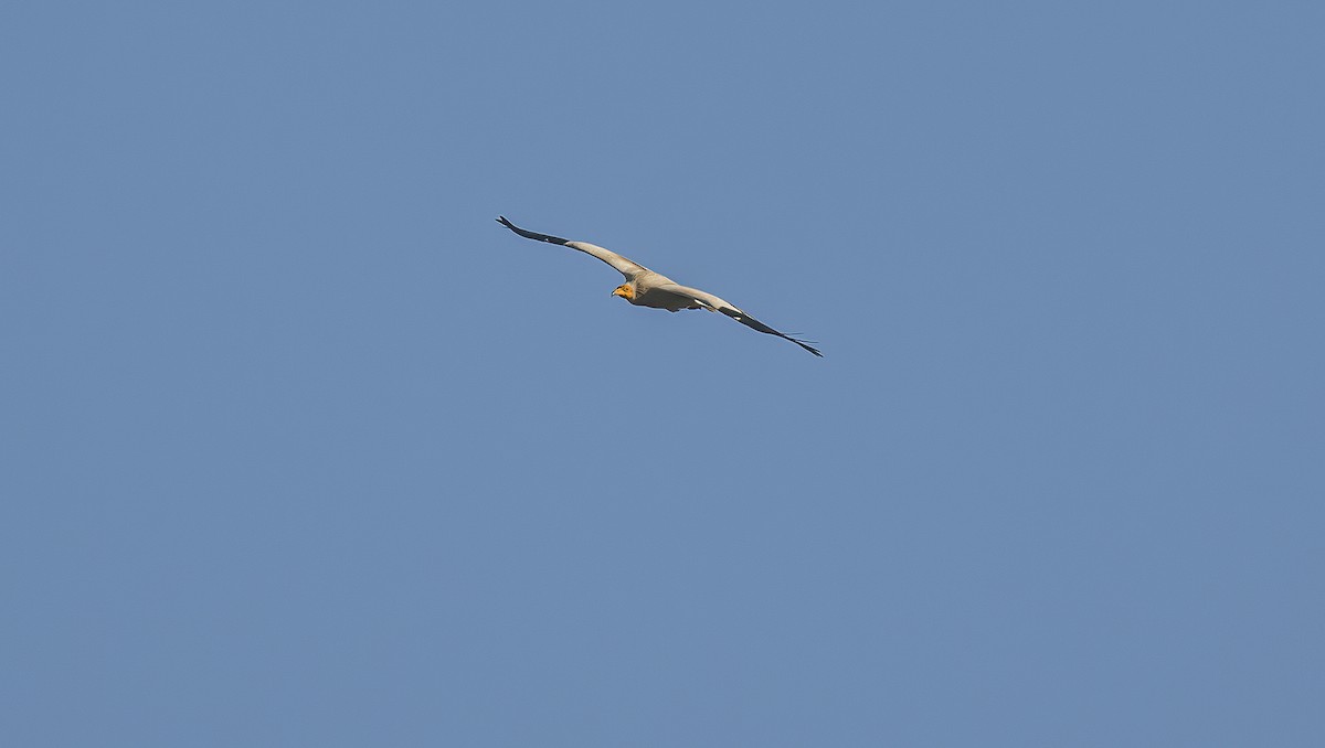 Egyptian Vulture - Francisco Pires