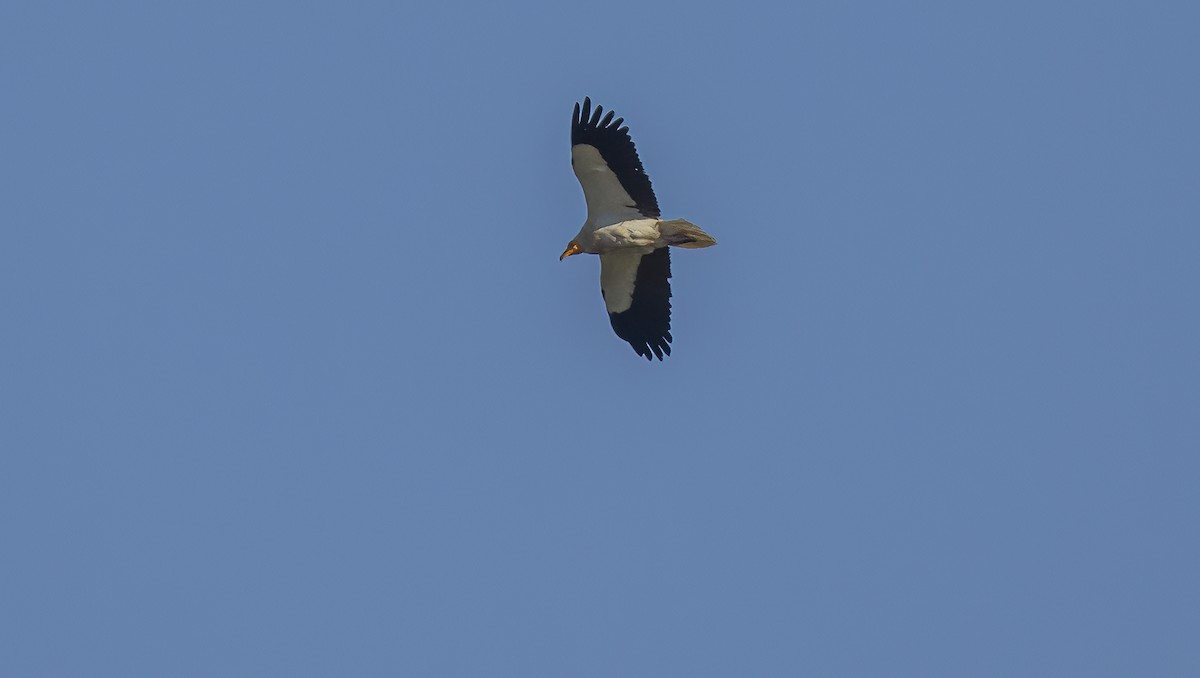 Egyptian Vulture - ML618053547