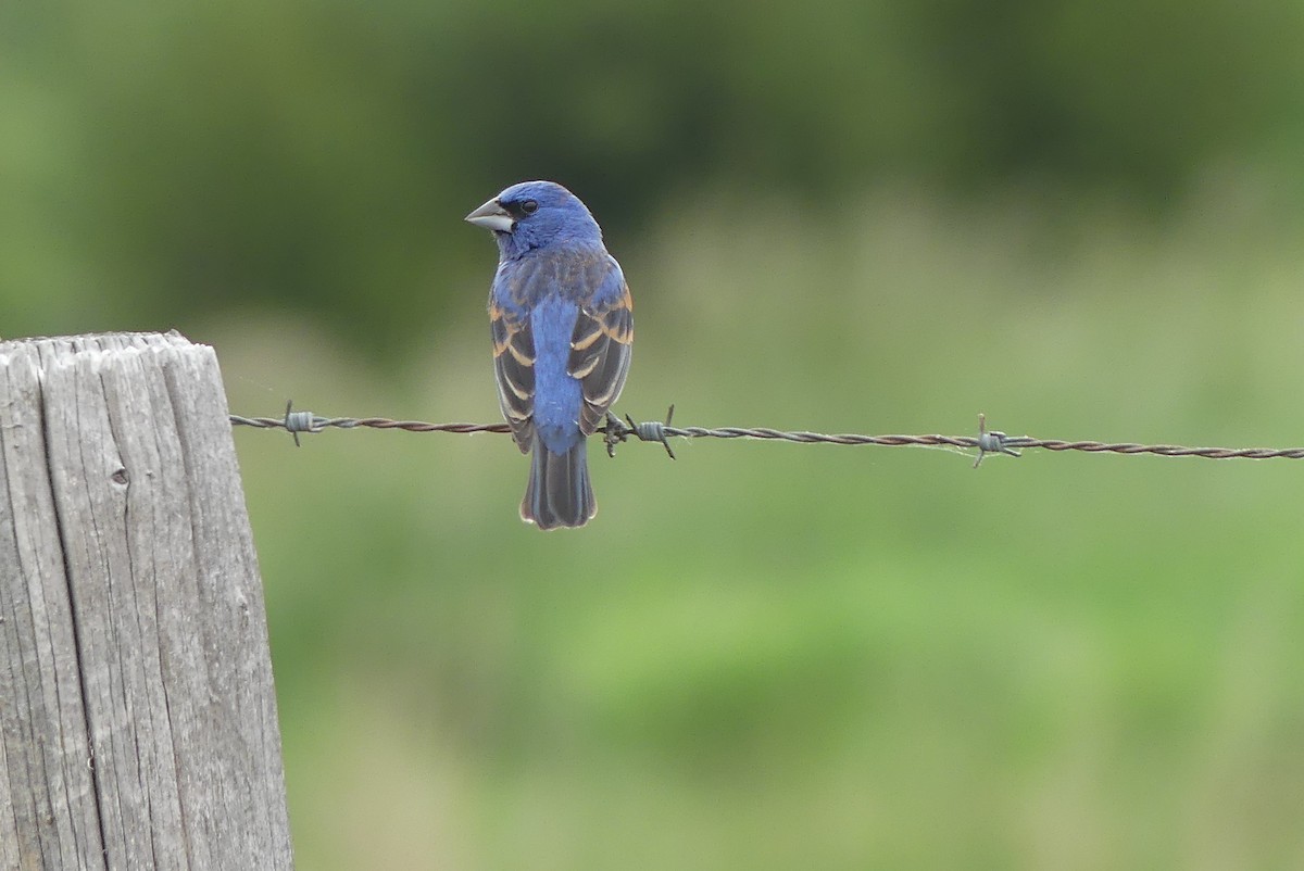 Blue Grosbeak - ML618053552