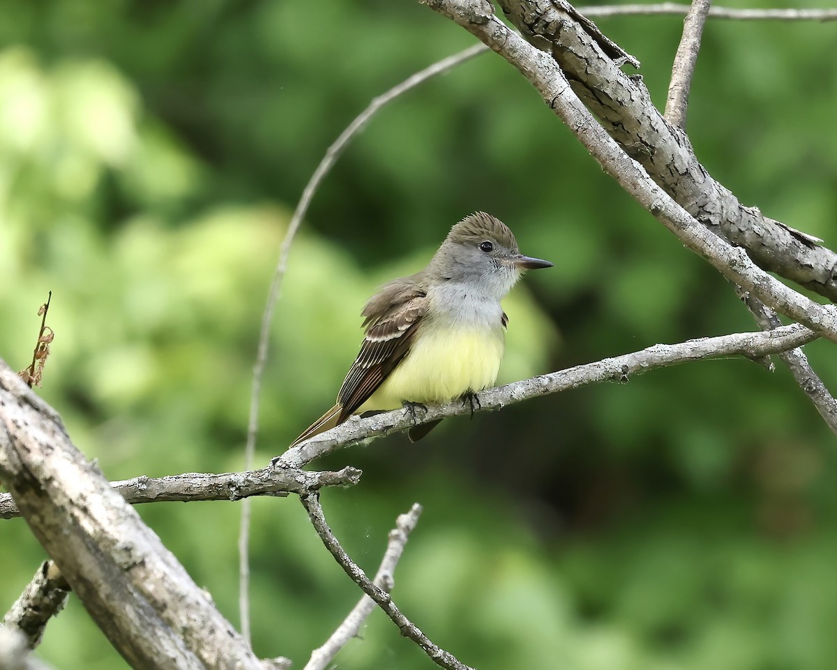 Great Crested Flycatcher - Debbie Kosater