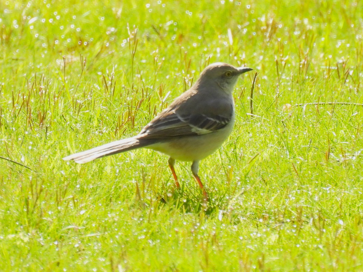 Northern Mockingbird - ML618053563