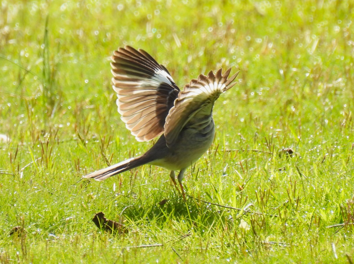 Northern Mockingbird - ML618053564