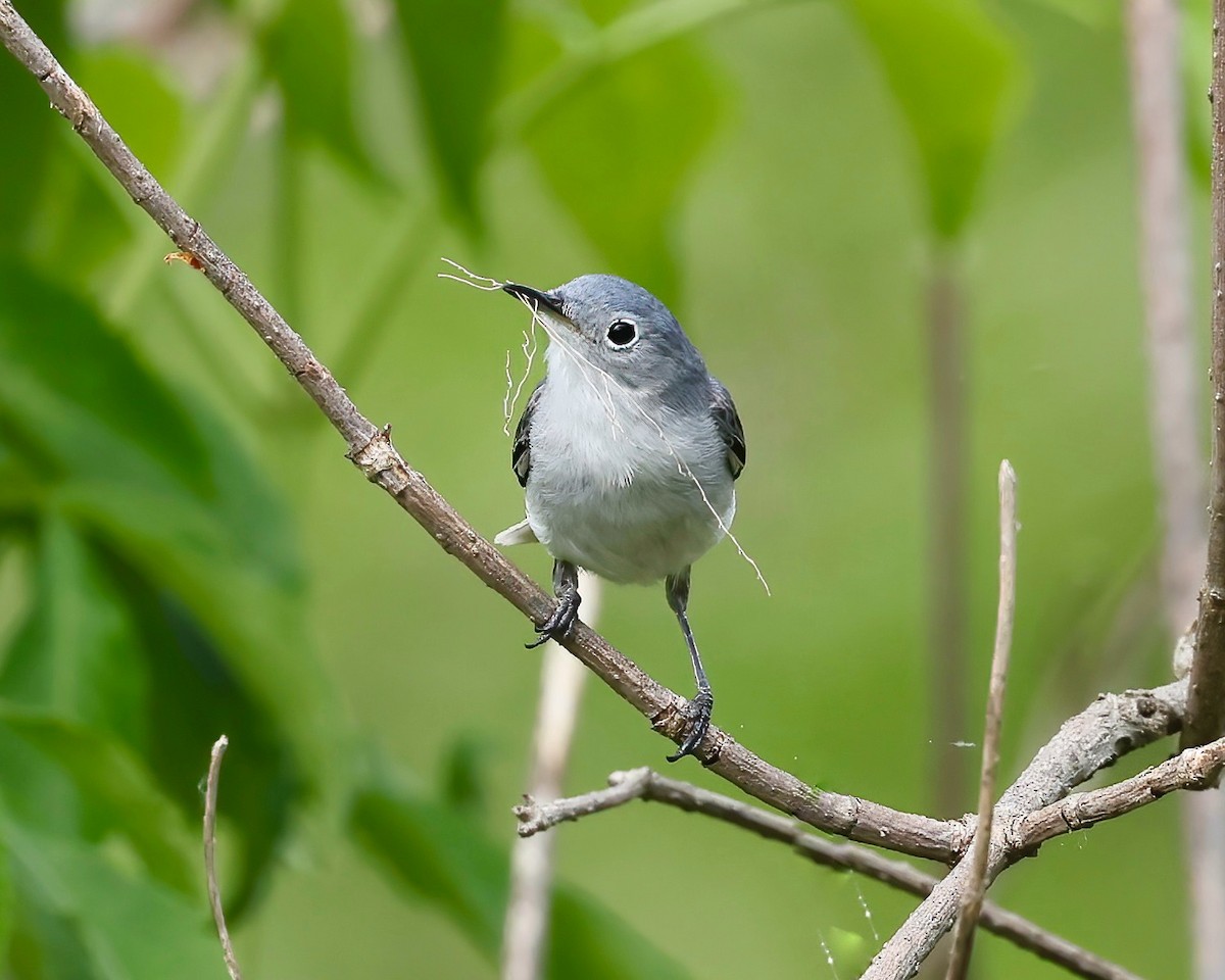 Blue-gray Gnatcatcher - ML618053569