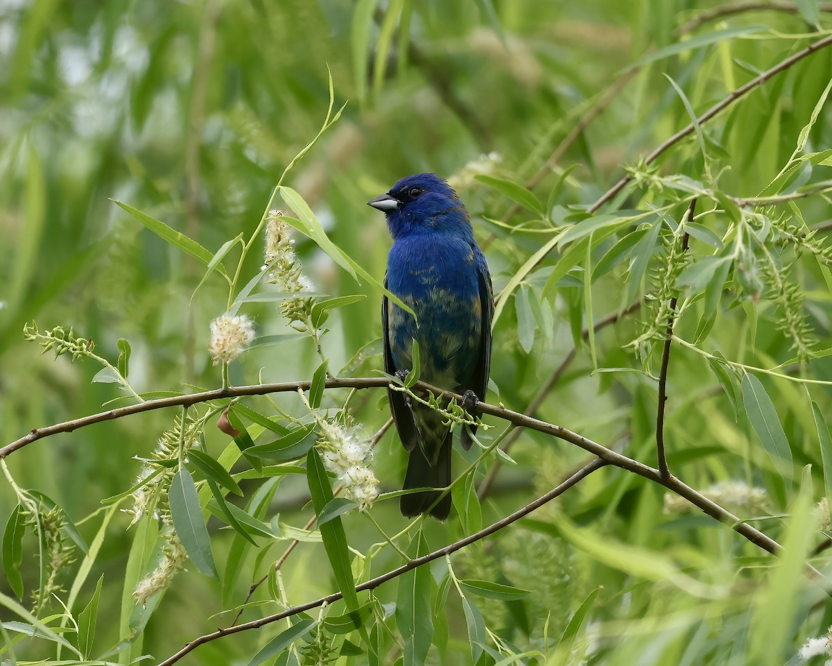 Passerin indigo - ML618053577