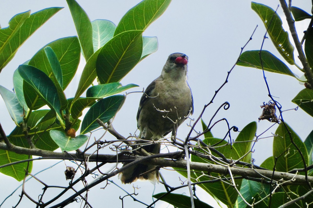 Northern Mockingbird - ML618053590