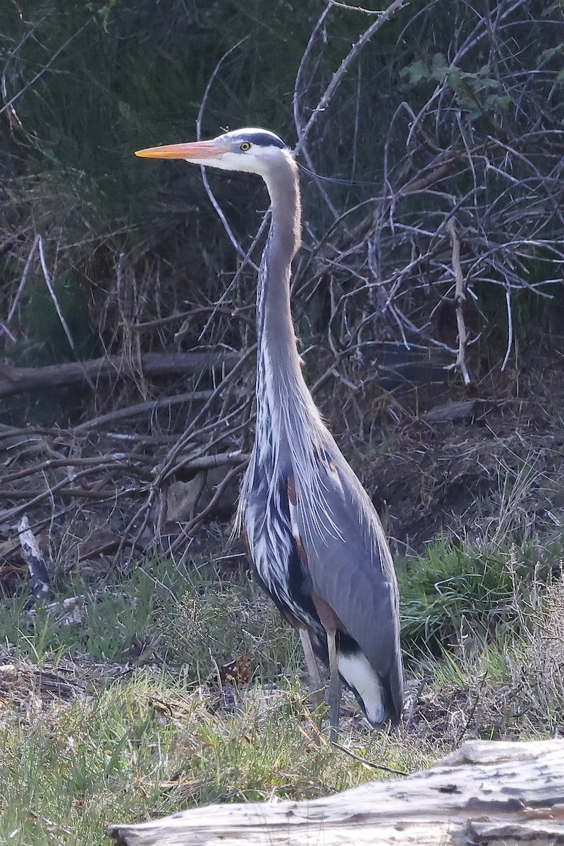 Great Blue Heron - ML618053594