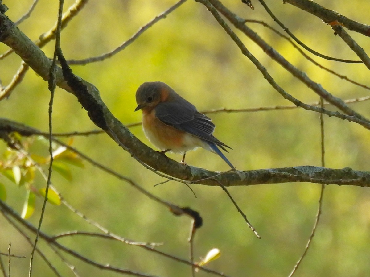 Eastern Bluebird - ML618053601