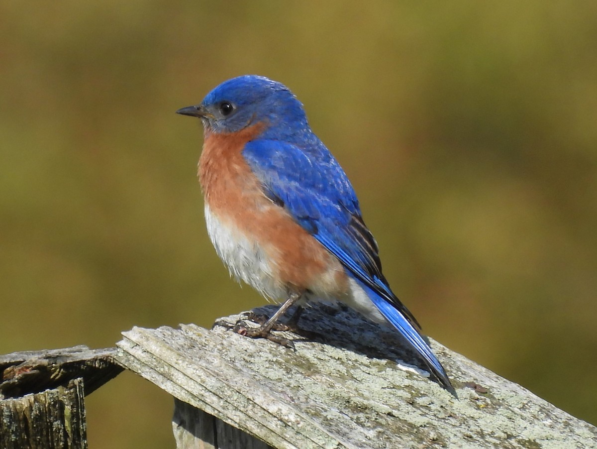 Eastern Bluebird - ML618053602