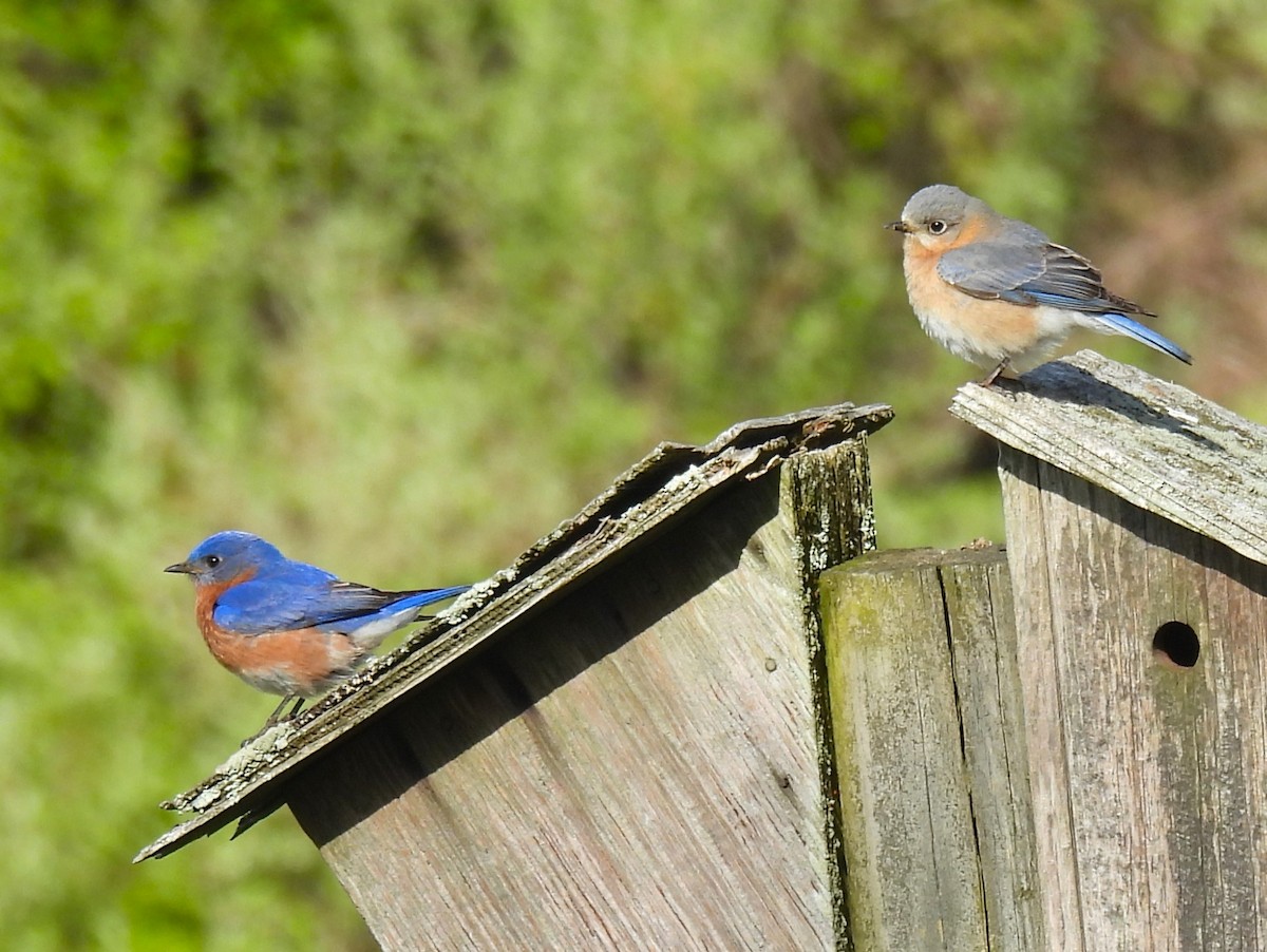 Eastern Bluebird - ML618053603