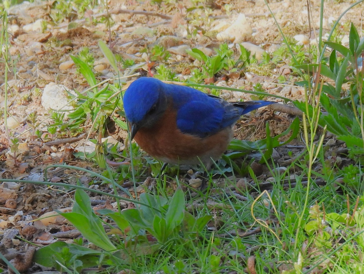 Eastern Bluebird - Jennifer Wilson-Pines