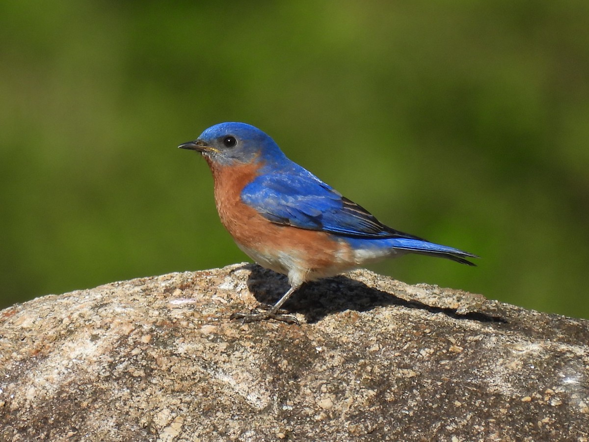 Eastern Bluebird - ML618053605