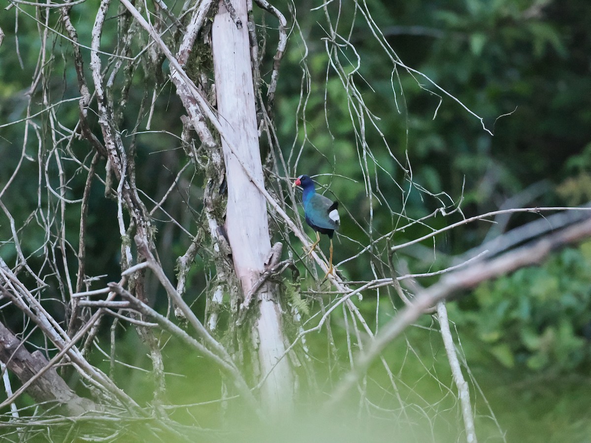 Purple Gallinule - Ben Wilcox