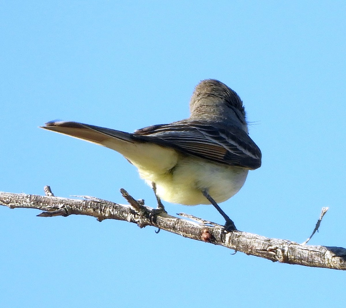 Ash-throated Flycatcher - ML618053630