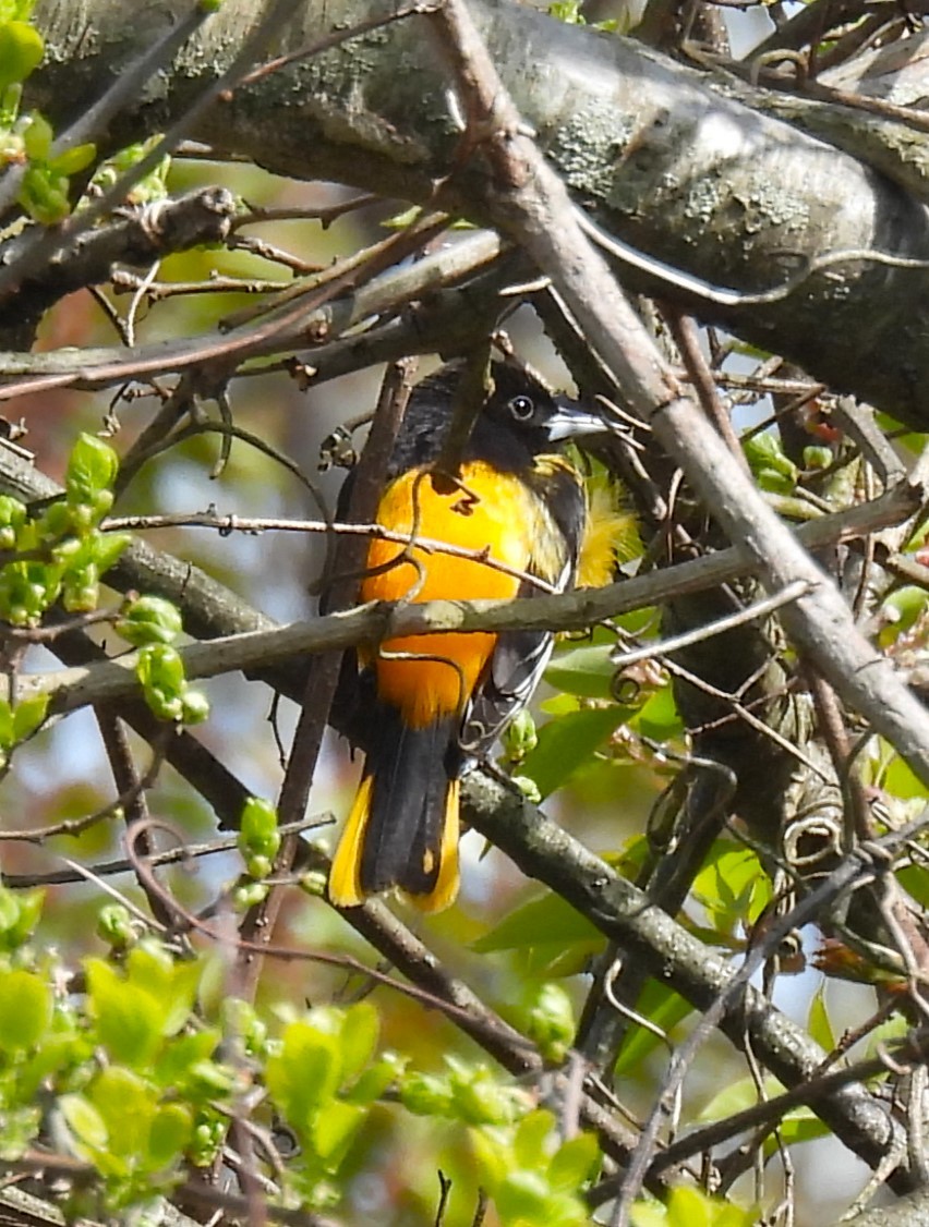 Baltimore Oriole - Jennifer Wilson-Pines