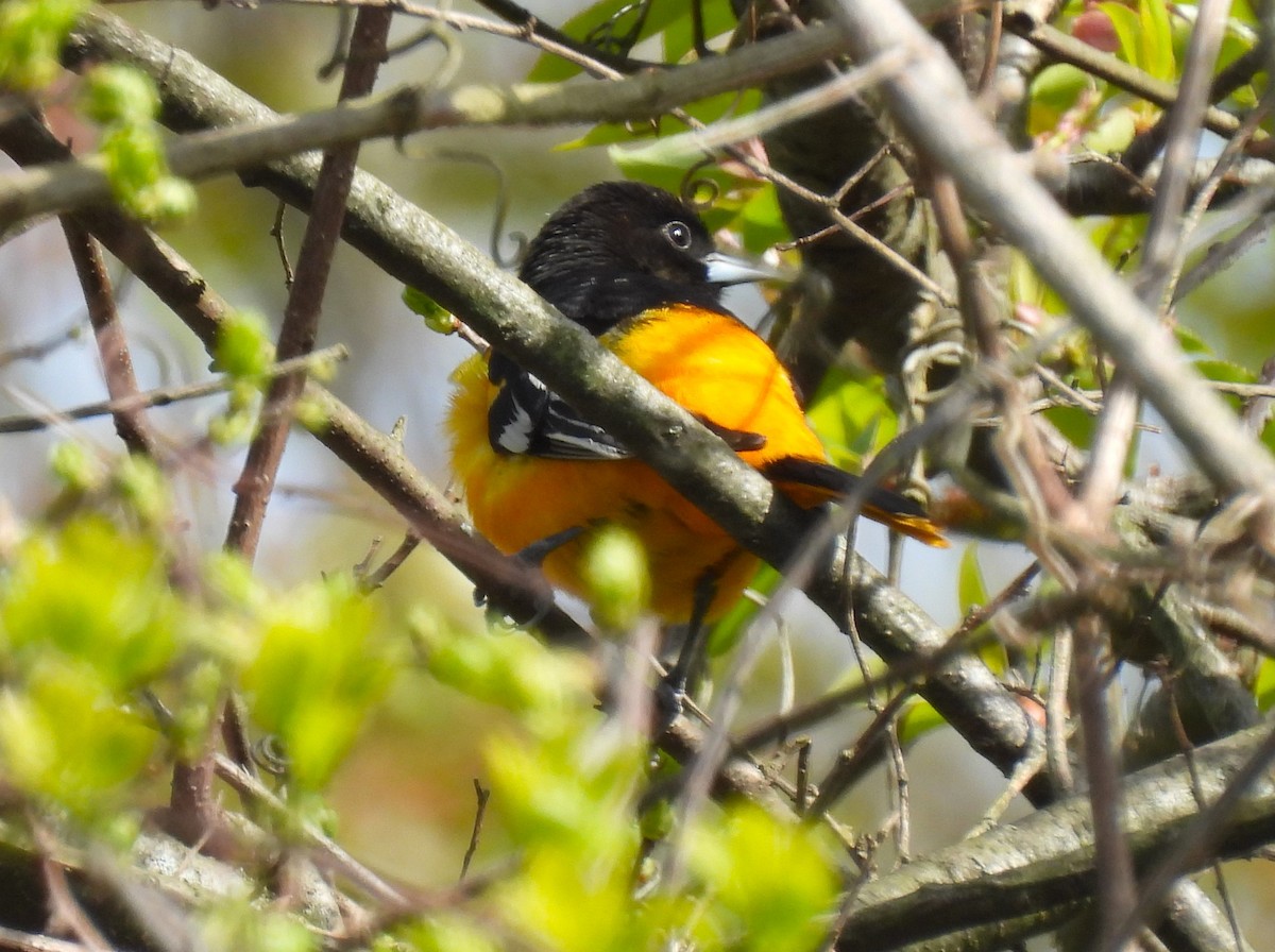 Baltimore Oriole - Jennifer Wilson-Pines