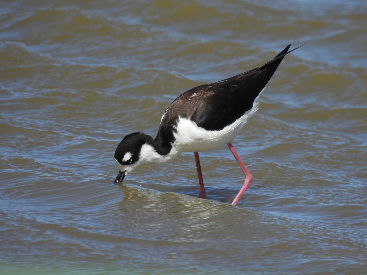 Black-necked Stilt - ML618053646