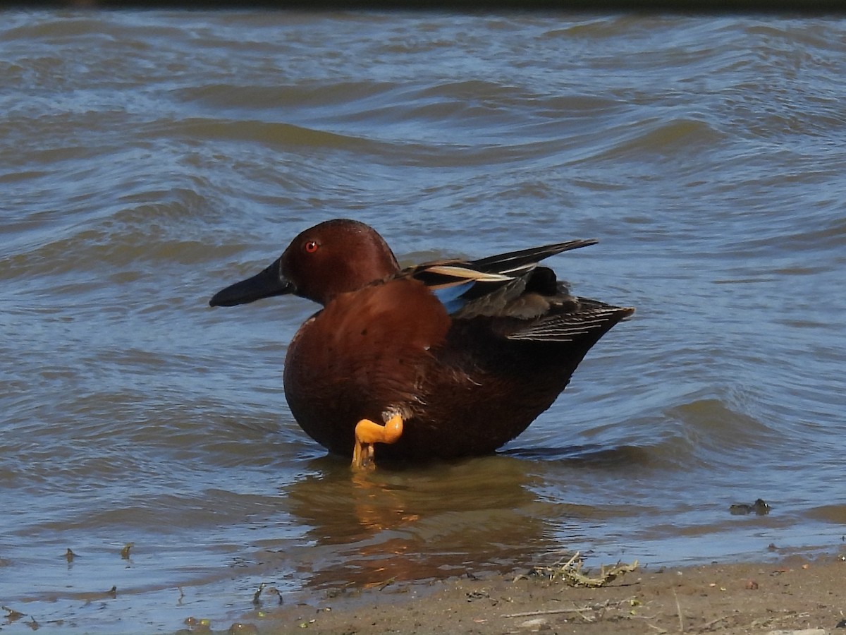 Cinnamon Teal - ML618053657