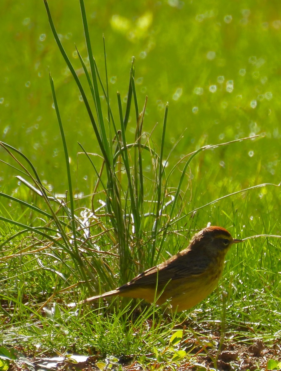 Paruline à couronne rousse - ML618053665