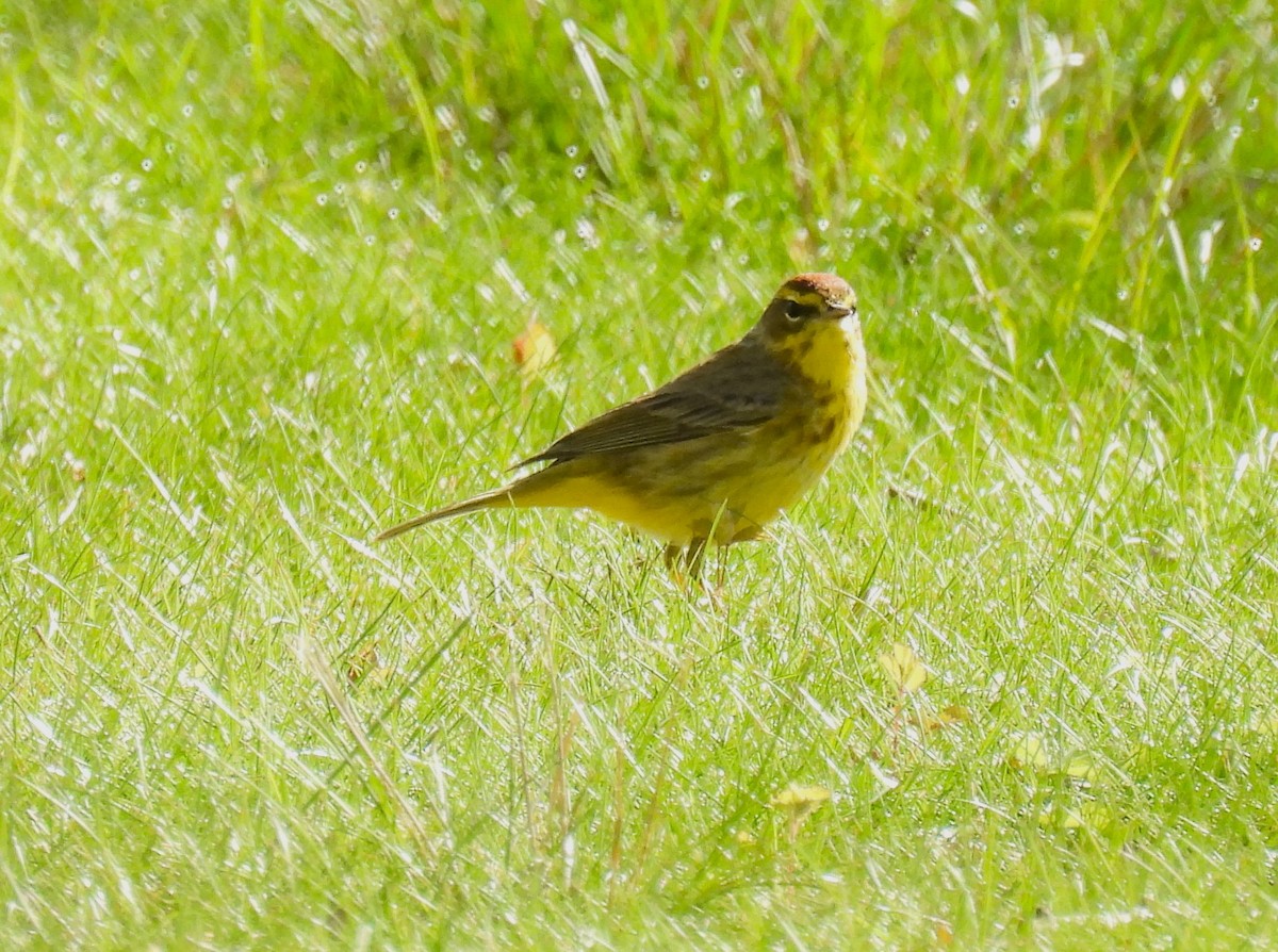 Paruline à couronne rousse - ML618053666