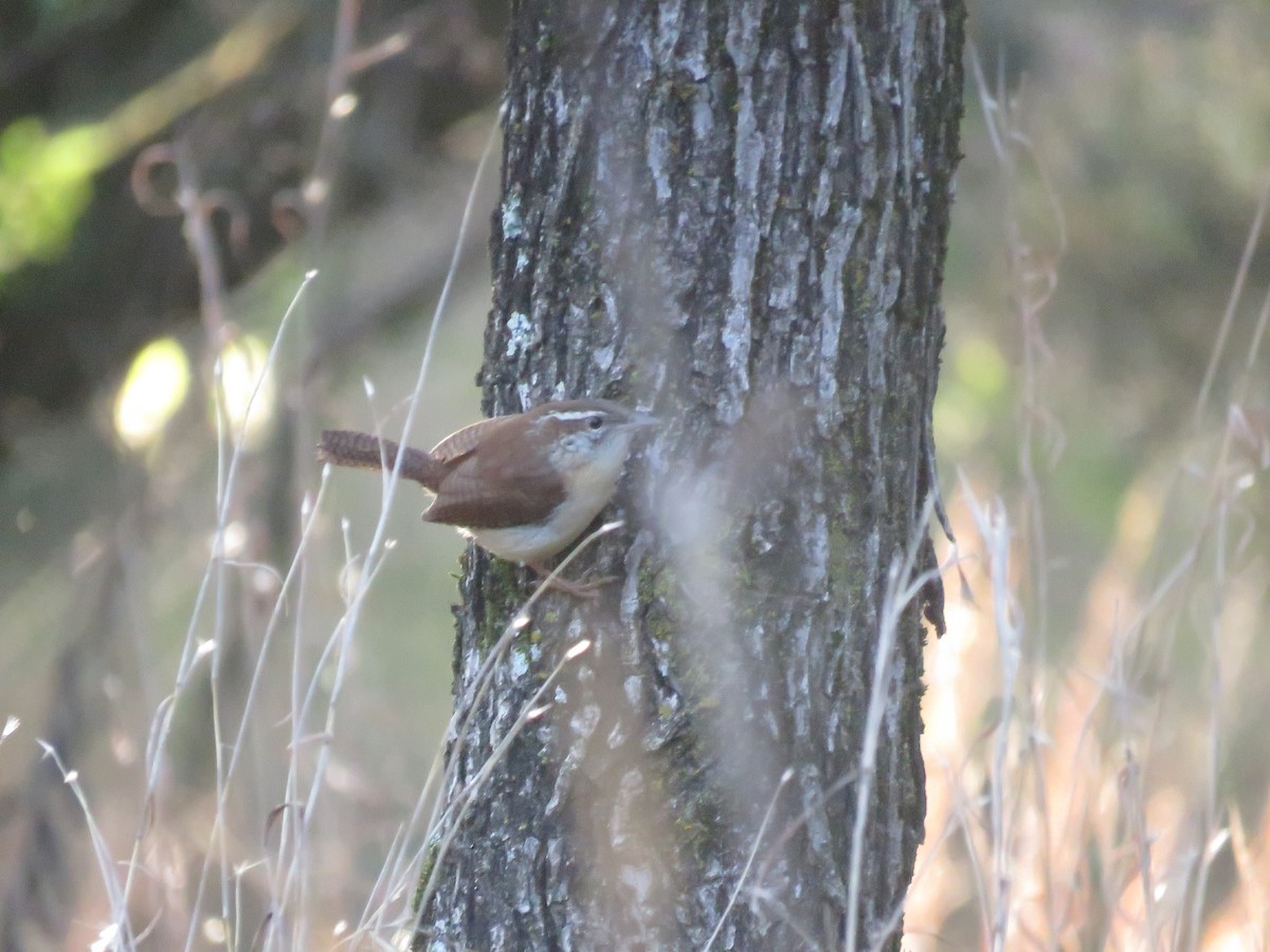 Carolina Wren - Curtis Mahon