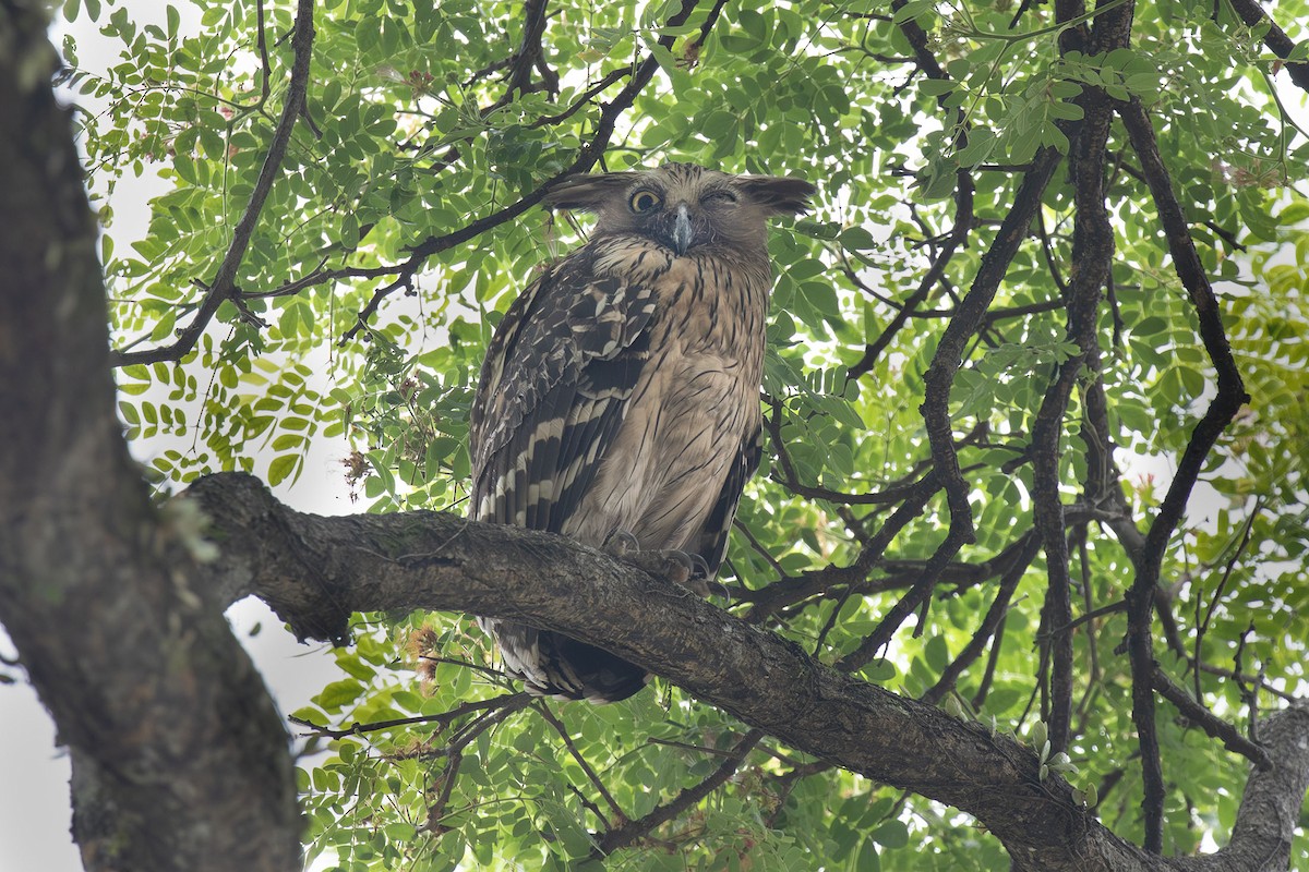 Buffy Fish-Owl - ML618053691