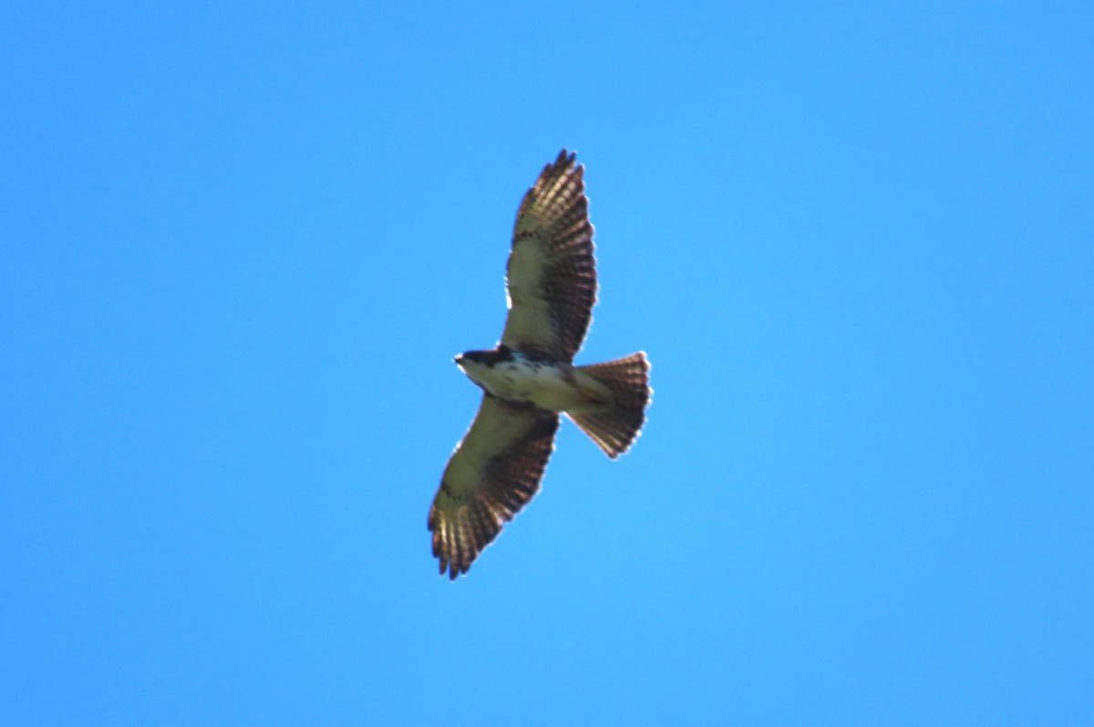 White-throated Hawk - ML618053693