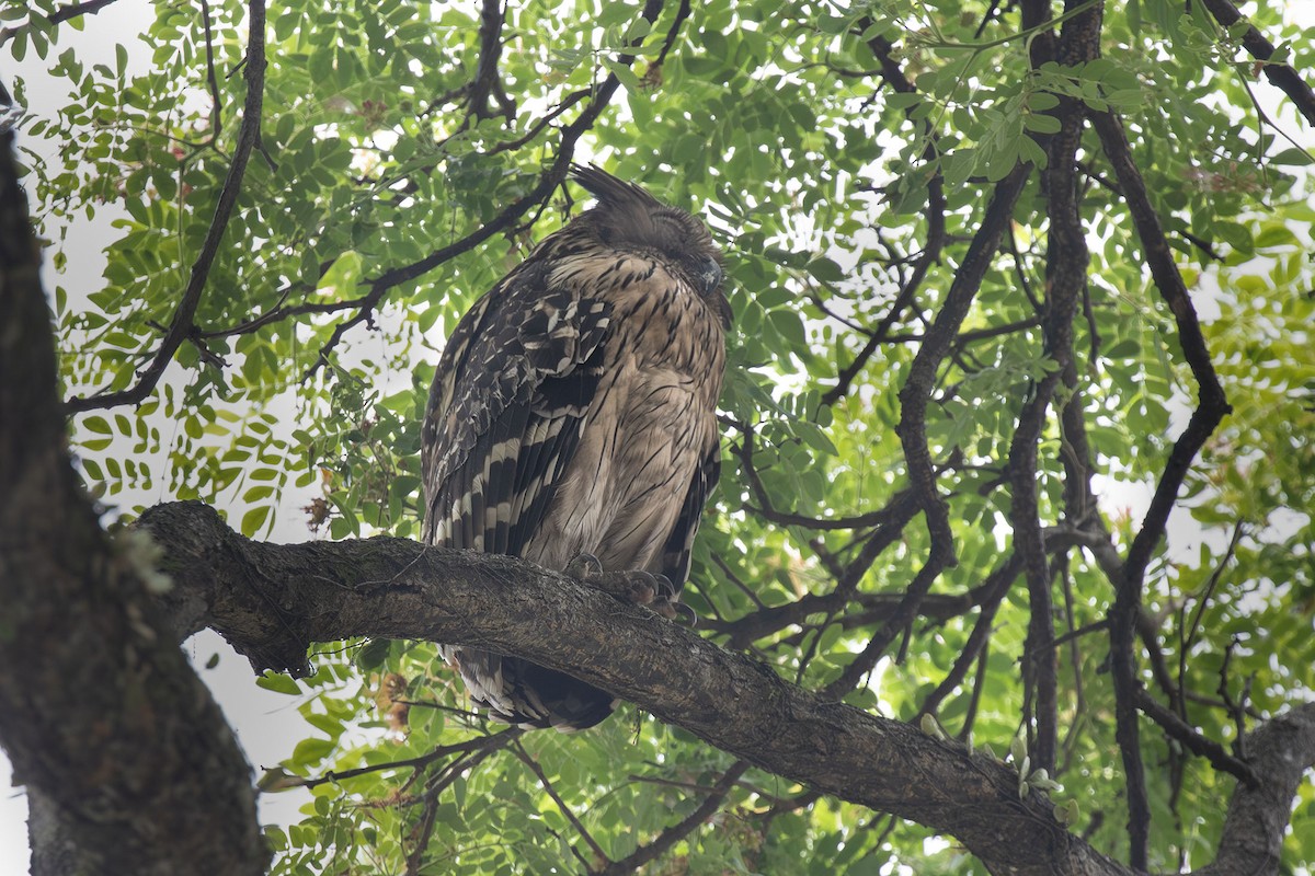 Buffy Fish-Owl - ML618053696