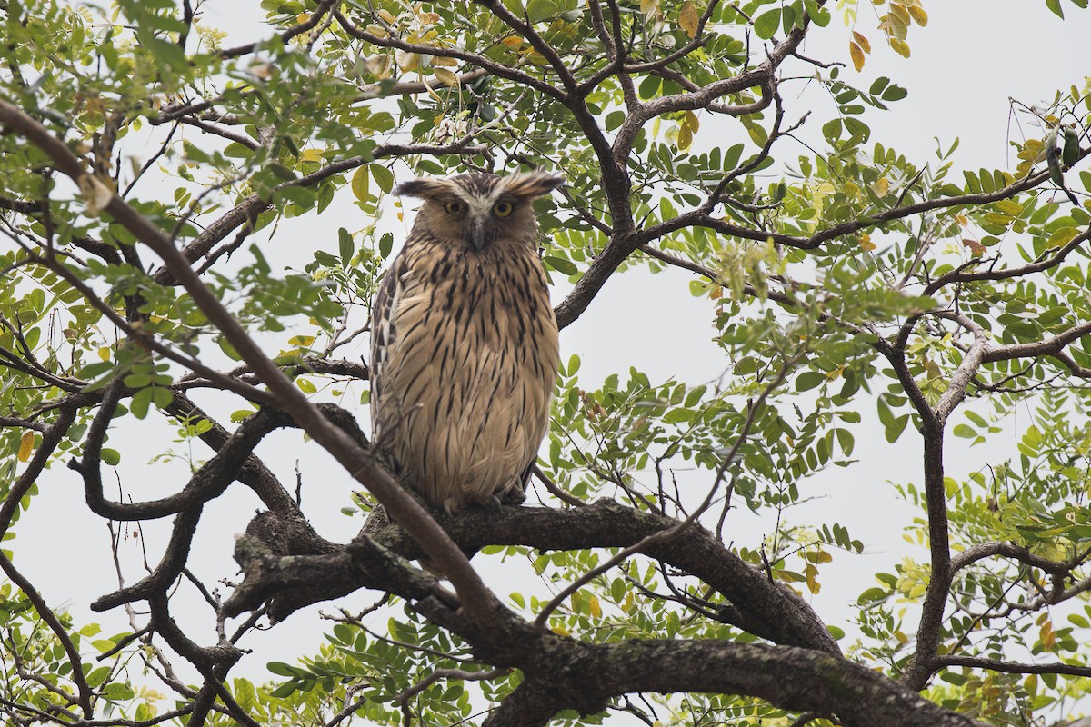 Buffy Fish-Owl - ML618053706