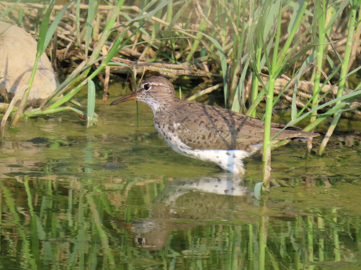 Spotted Sandpiper - Thore Noernberg