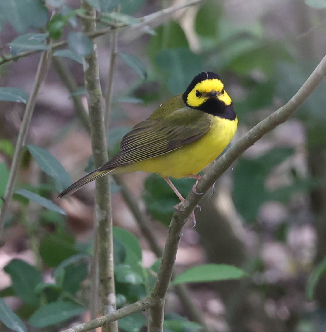 Hooded Warbler - Dawn Lloyd