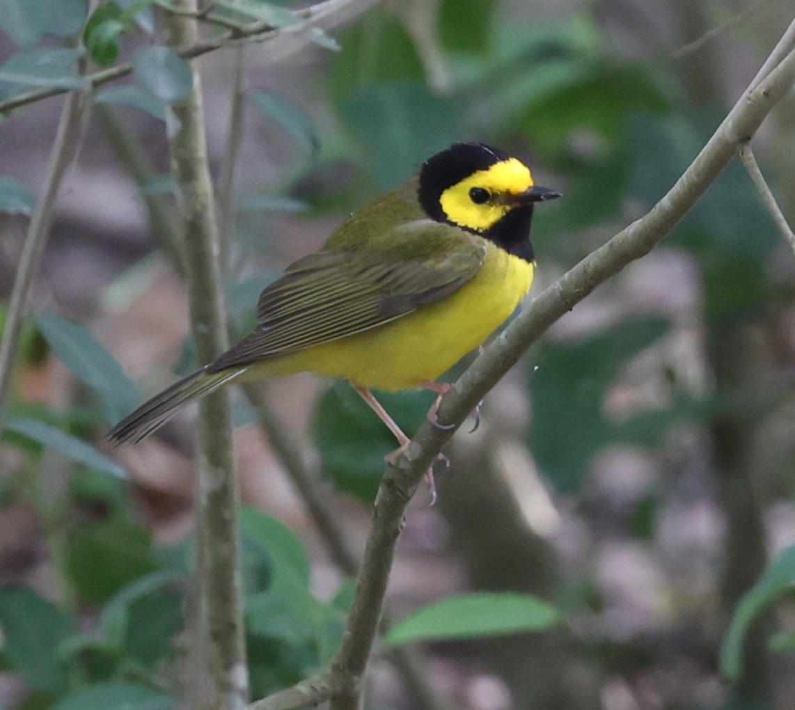 Hooded Warbler - Dawn Lloyd