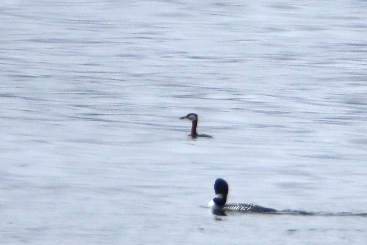 Red-necked Grebe - ML618053774
