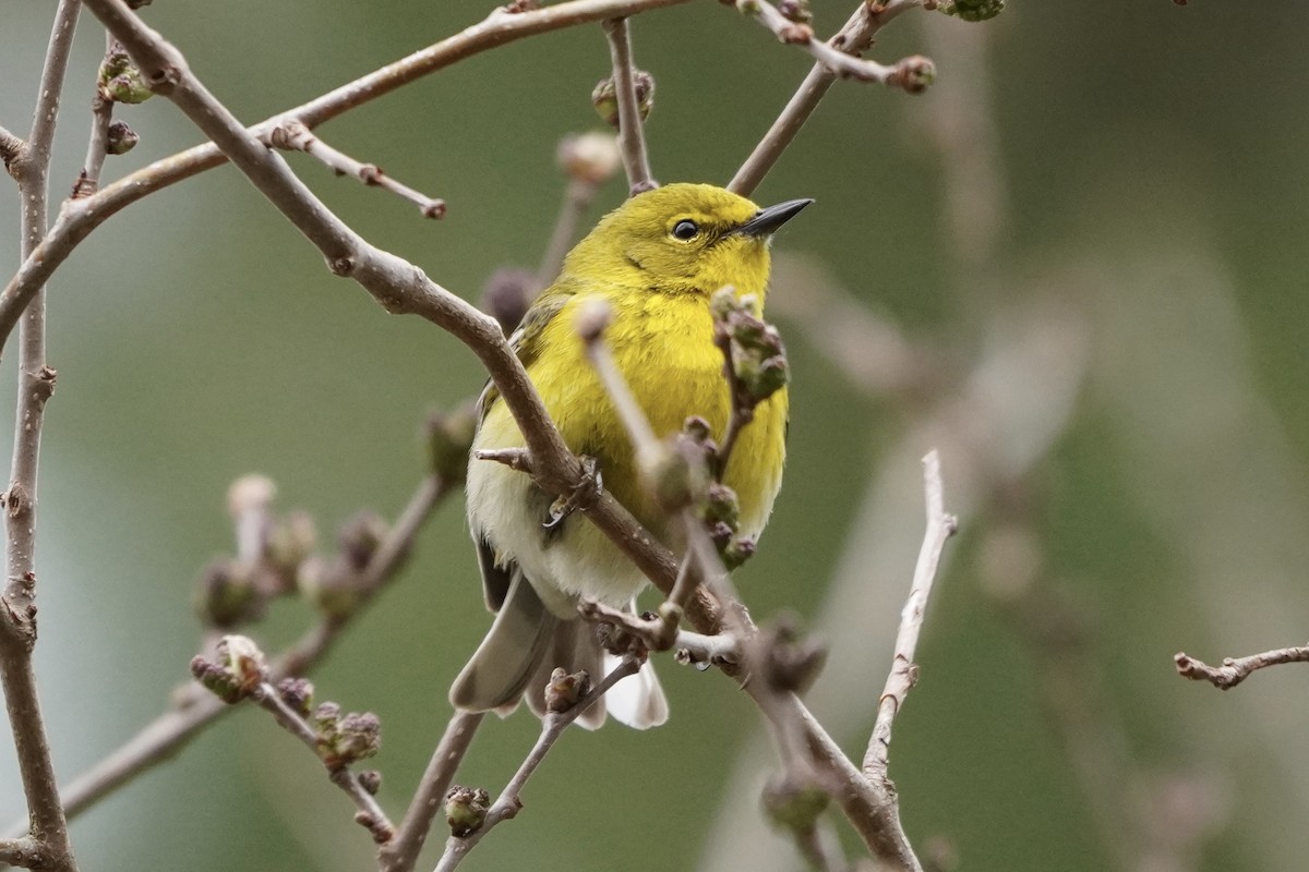 Pine Warbler - ML618053783