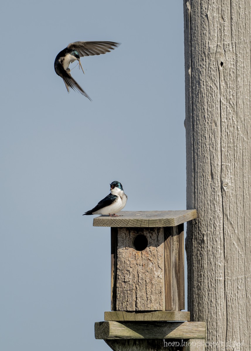 Tree Swallow - hoan luong