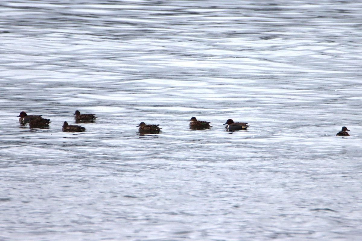 Green-winged Teal - ML618053801