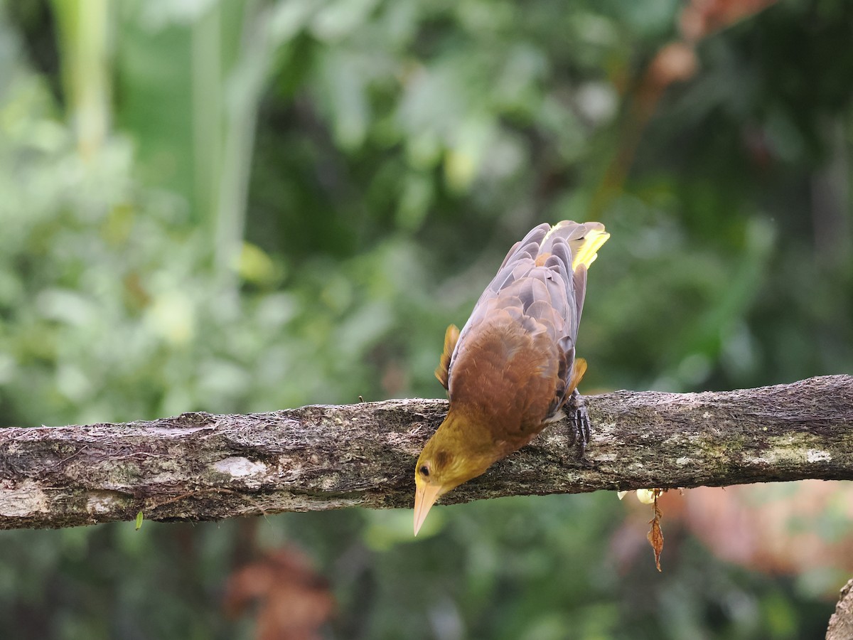 Russet-backed Oropendola - Ben Wilcox