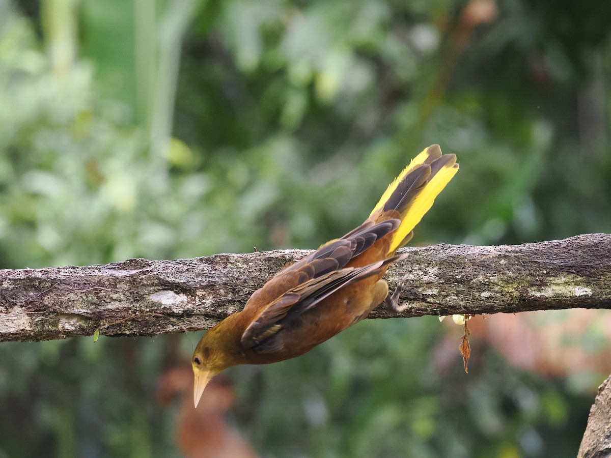 Russet-backed Oropendola - Ben Wilcox