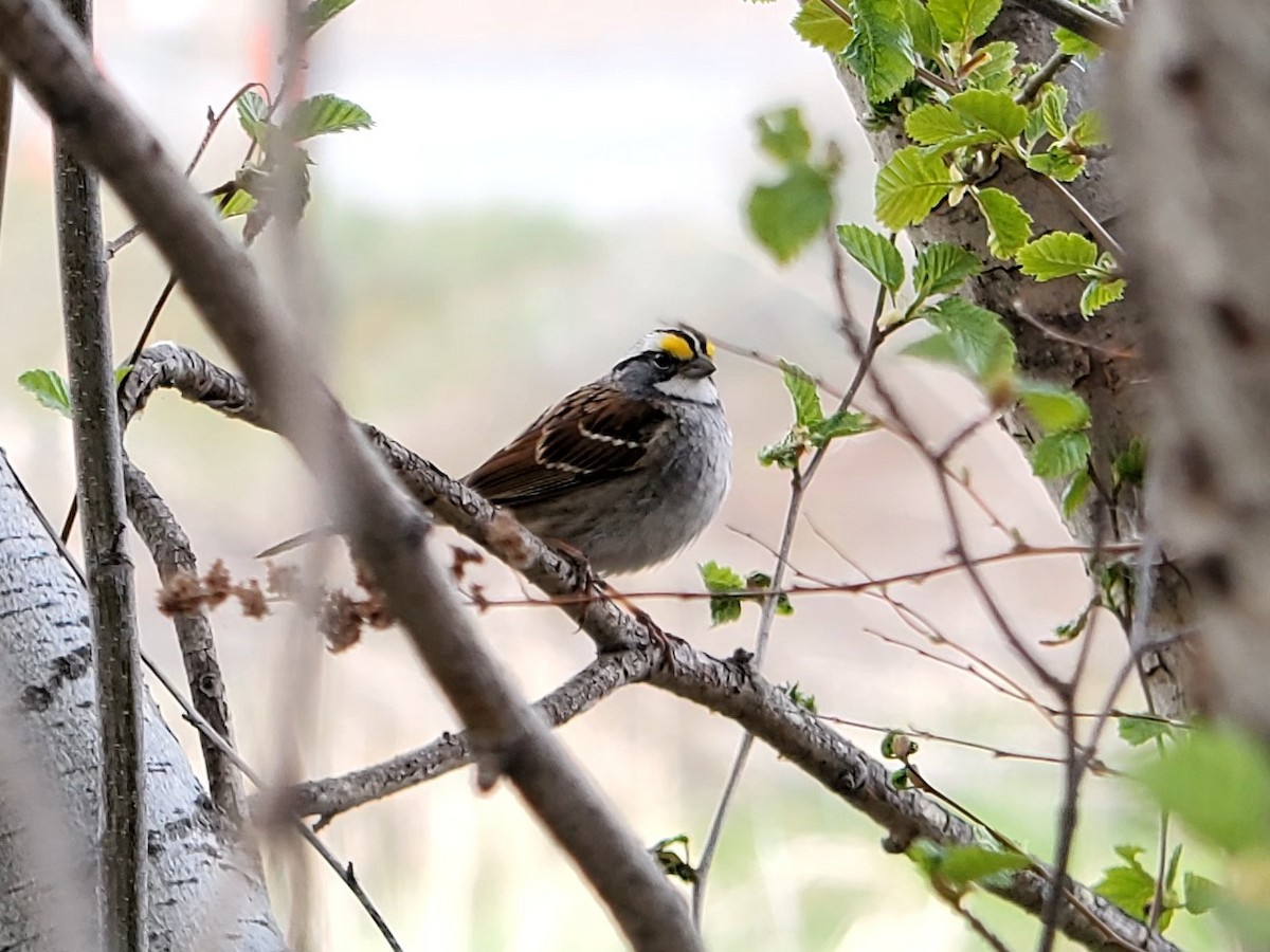 White-throated Sparrow - Matt Cahill