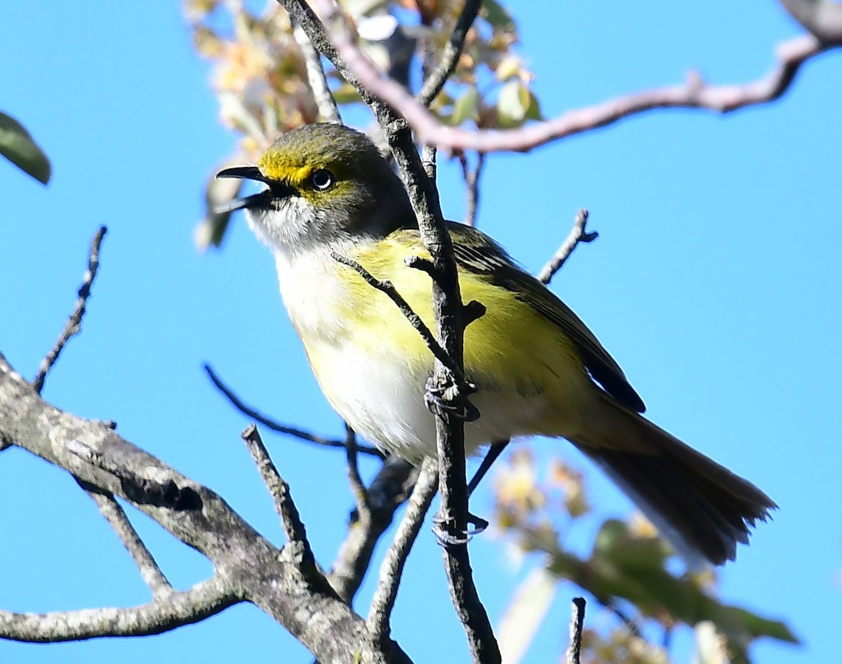 Ak Gözlü Vireo - ML618053821