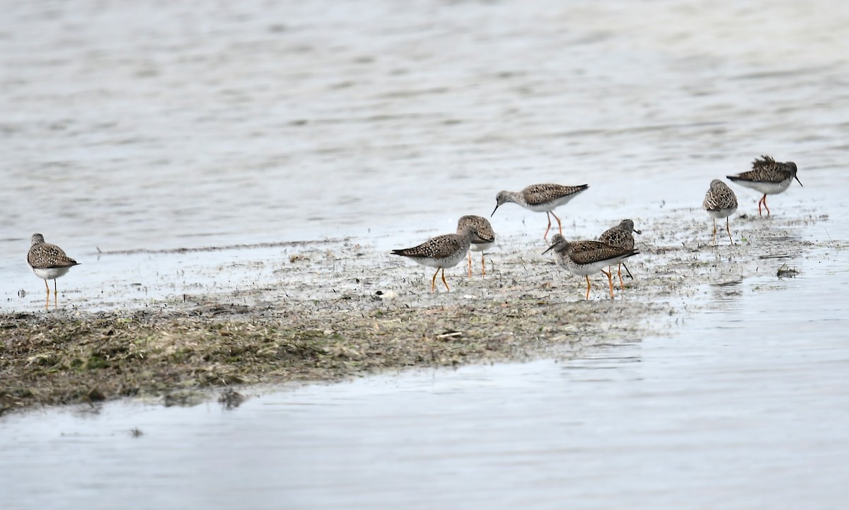 Lesser Yellowlegs - ML618053839